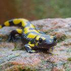 Feuersalamander***