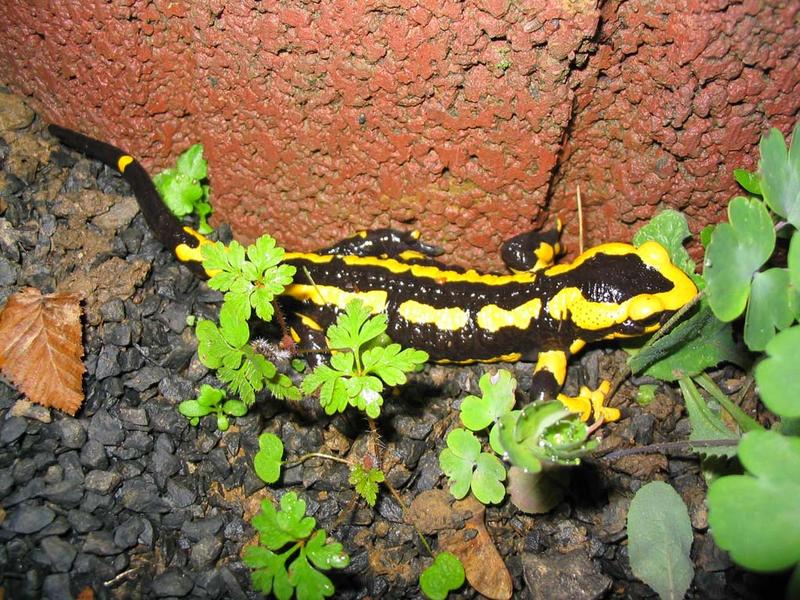 Feuersalamander