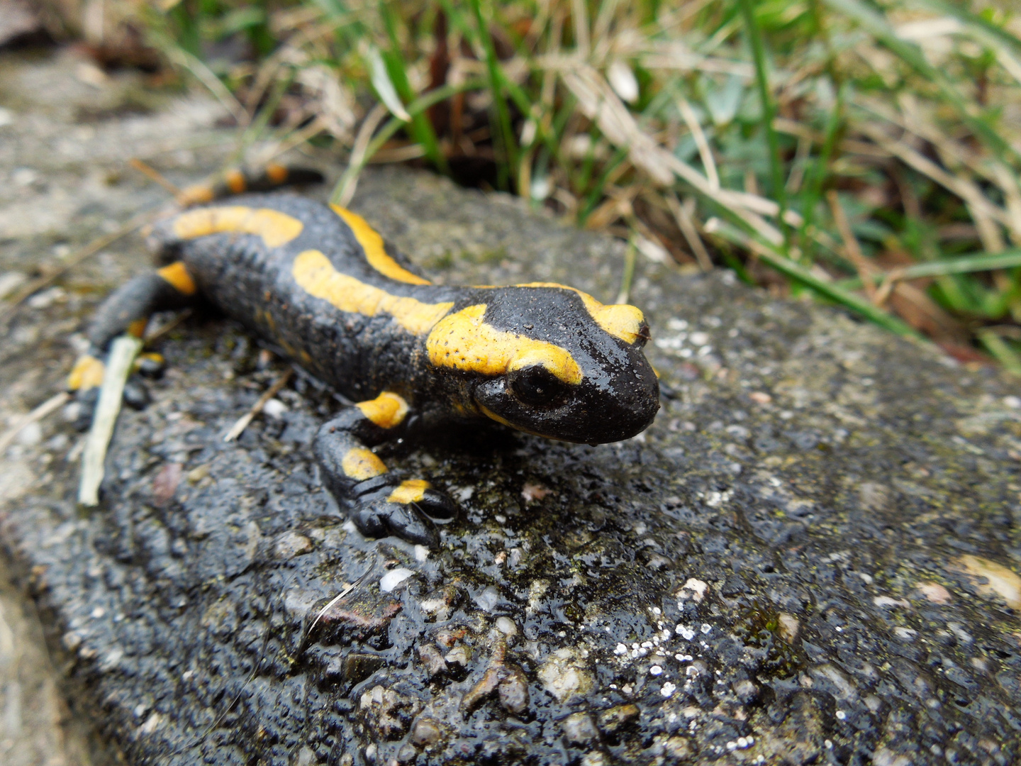 Feuersalamander