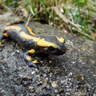 Feuersalamander