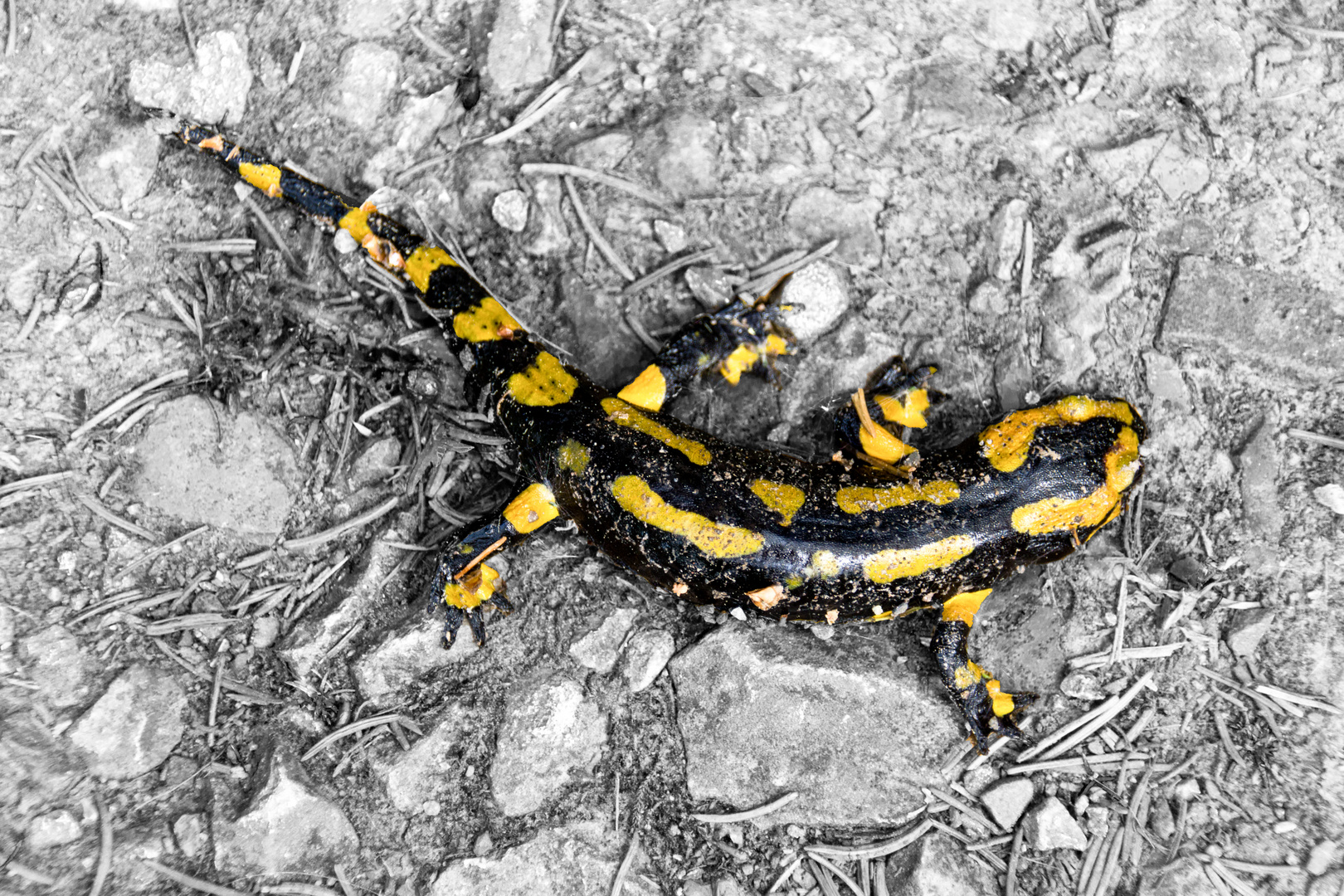 Feuersalamander