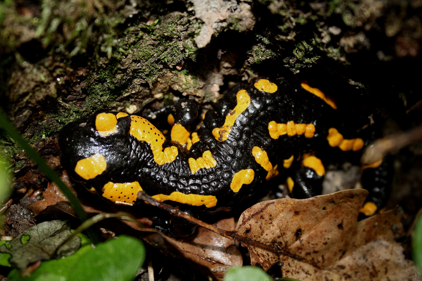 Feuersalamander