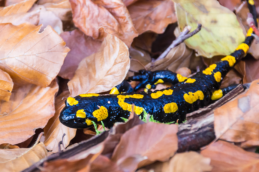 Feuersalamander