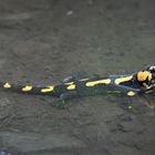 Feuersalamander