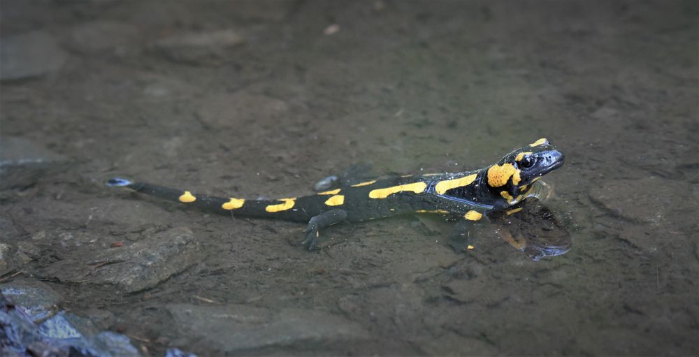 Feuersalamander Foto & Bild wald, wasser, teich Bilder auf