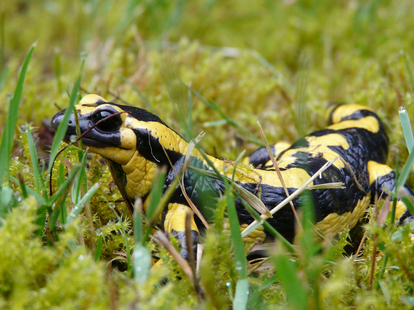 Feuersalamander