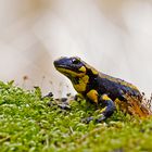 Feuersalamander