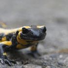 Feuersalamander