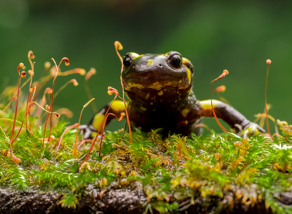 Feuersalamander****