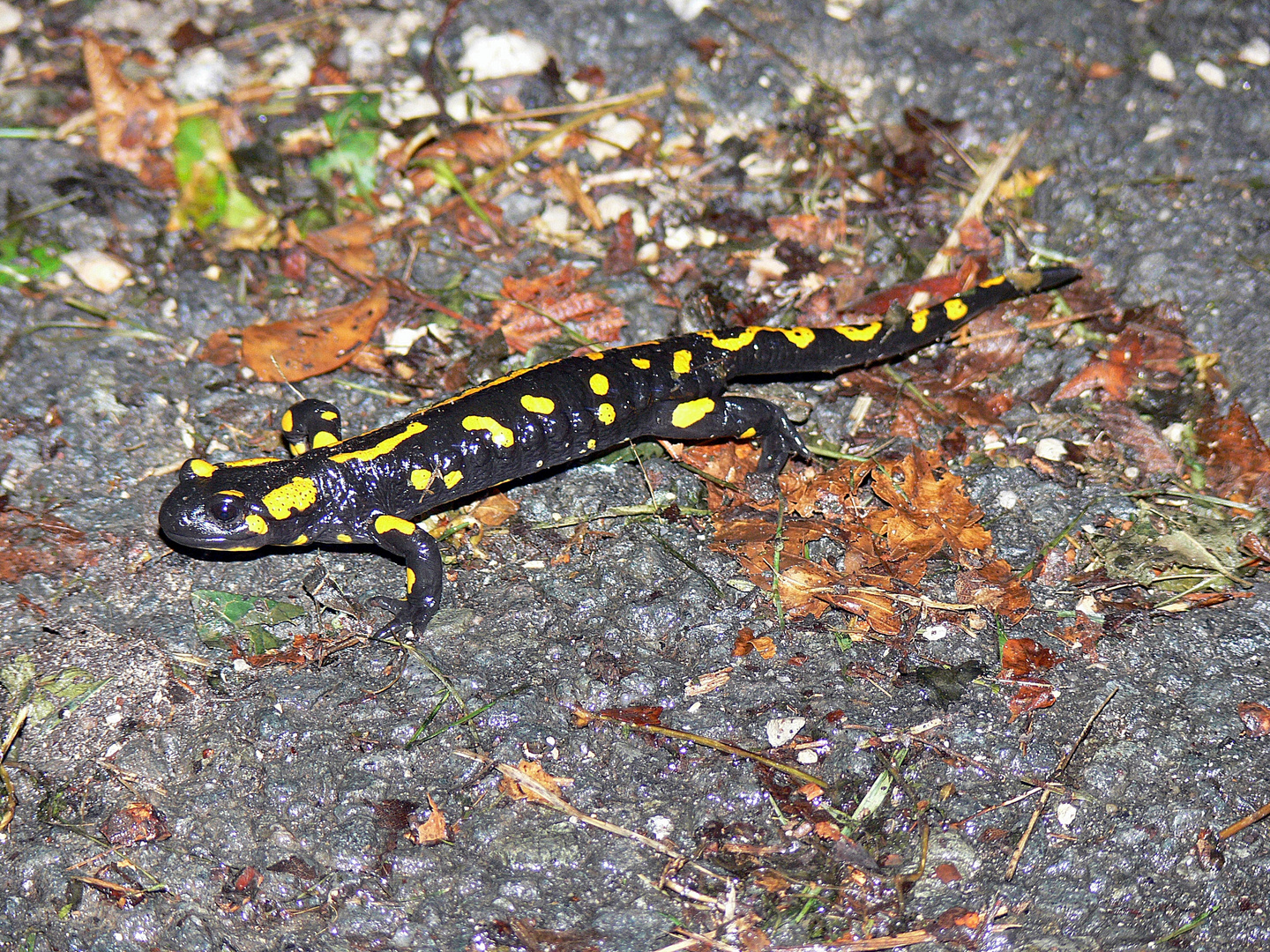 Feuersalamander......