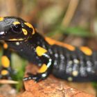 Feuersalamander