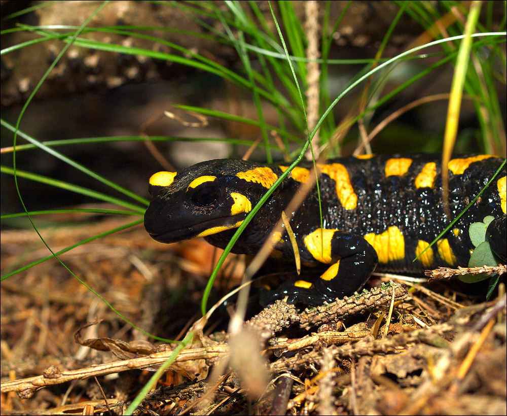 Feuersalamander