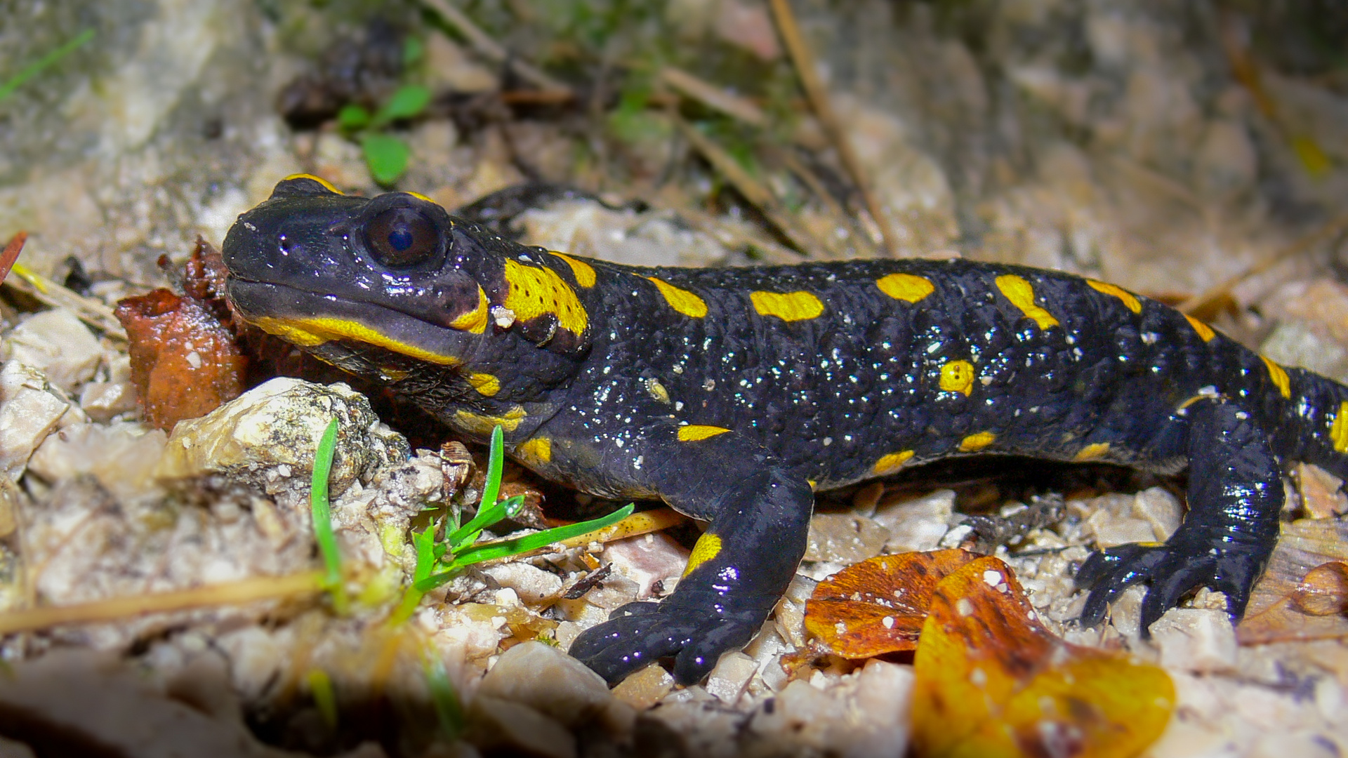 Feuersalamander