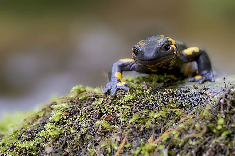 Feuersalamander