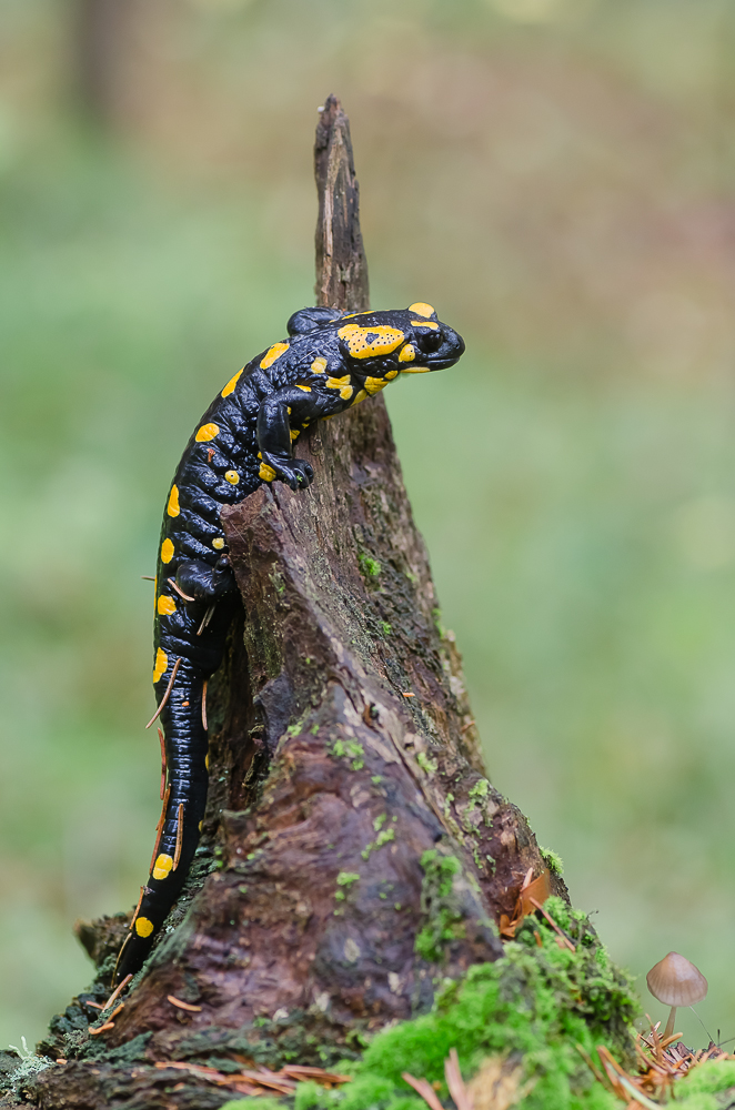 Feuersalamander