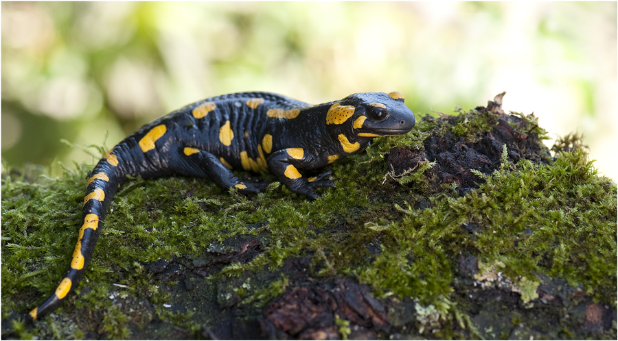 Feuersalamander