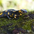 Feuersalamander