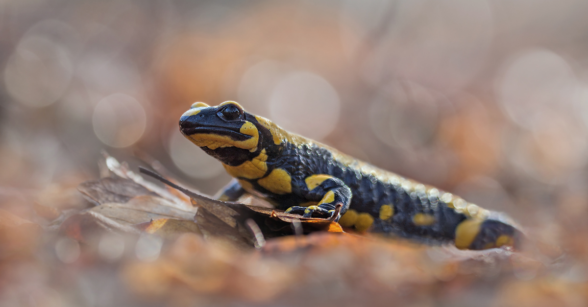 Feuersalamander