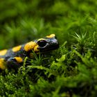 Feuersalamander