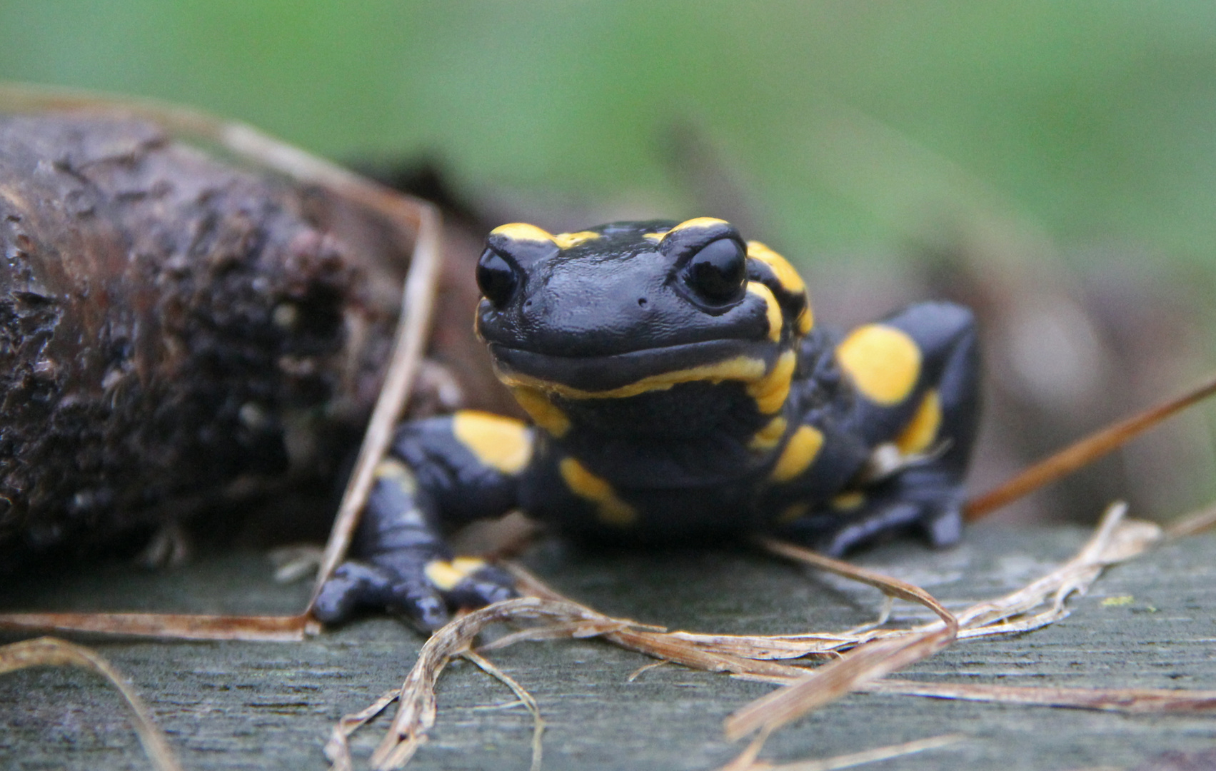 Feuersalamander