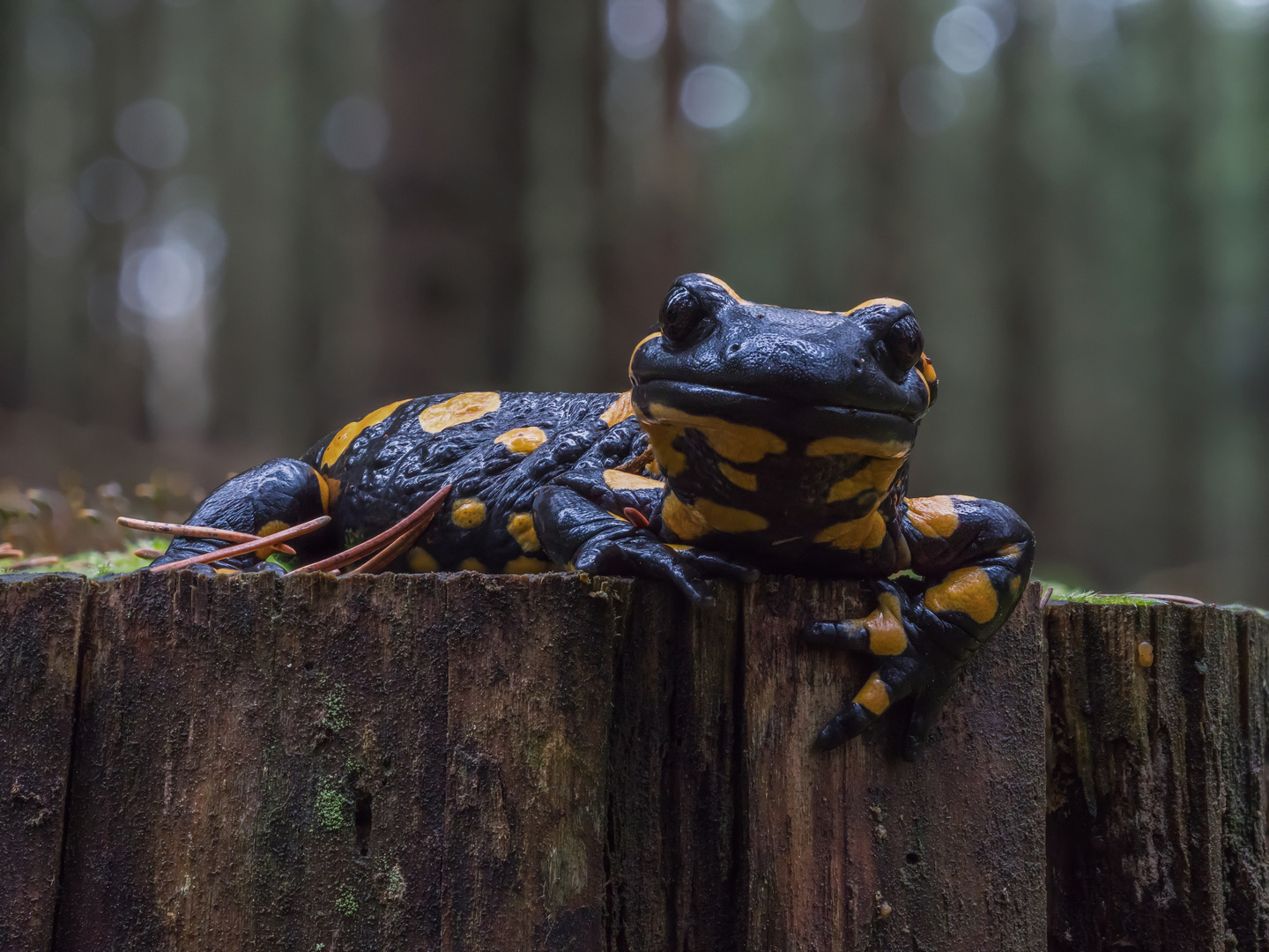 Feuersalamander