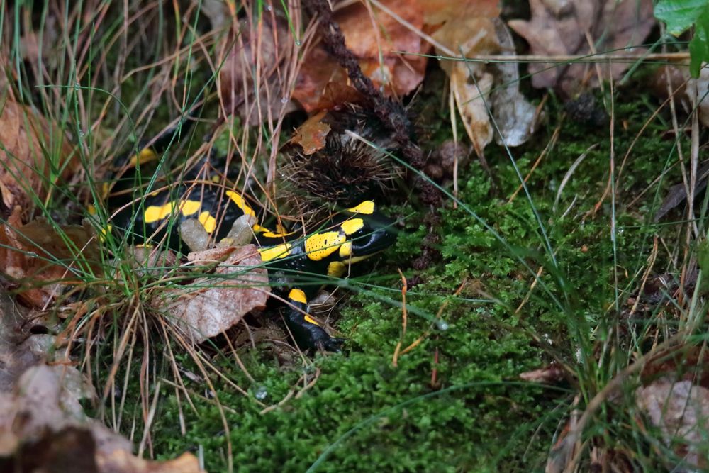 Feuersalamander