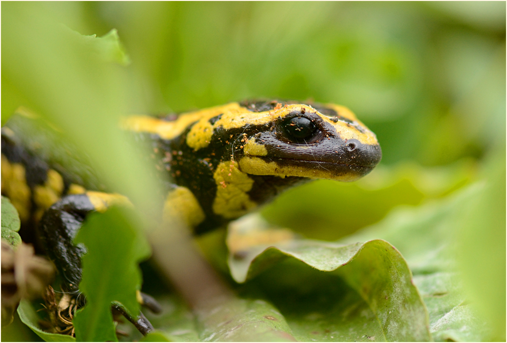 Feuersalamander