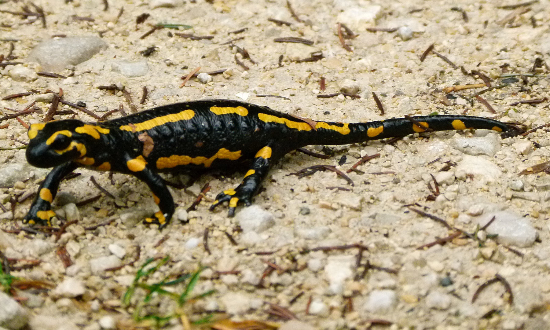 Feuersalamander