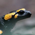 Feuersalamander