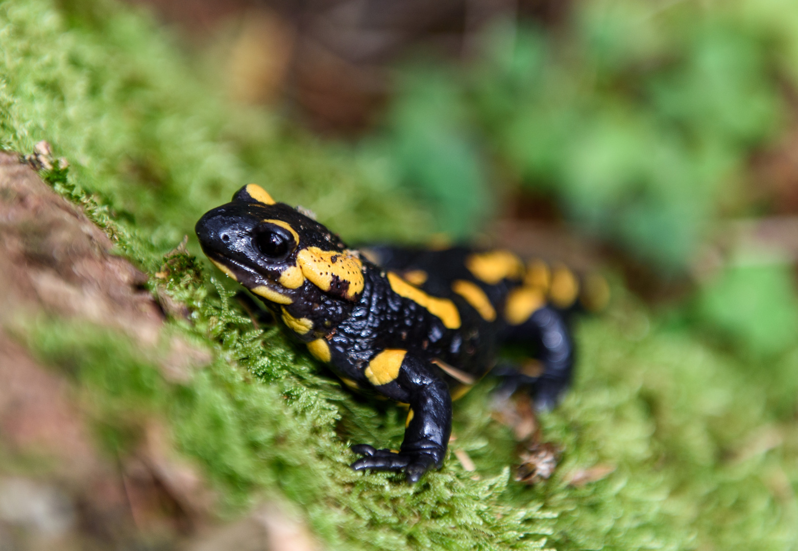 Feuersalamander