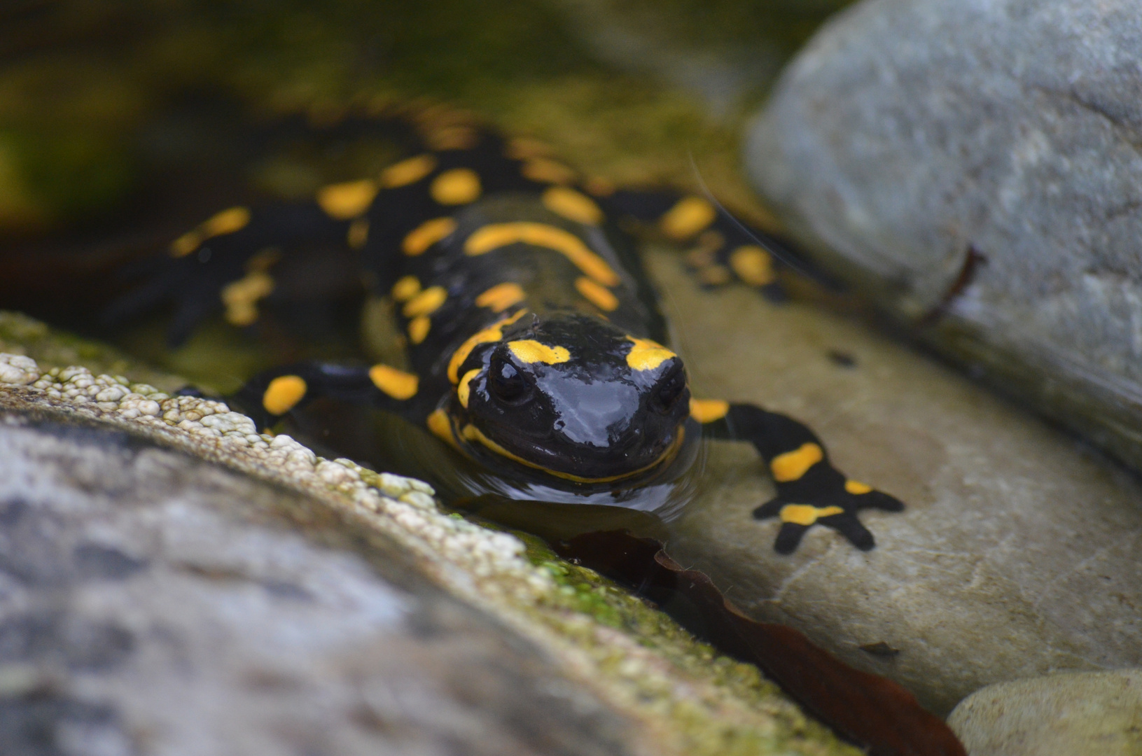 Feuersalamander