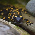 Feuersalamander