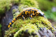 Feuersalamander .