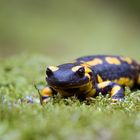 Feuersalamander