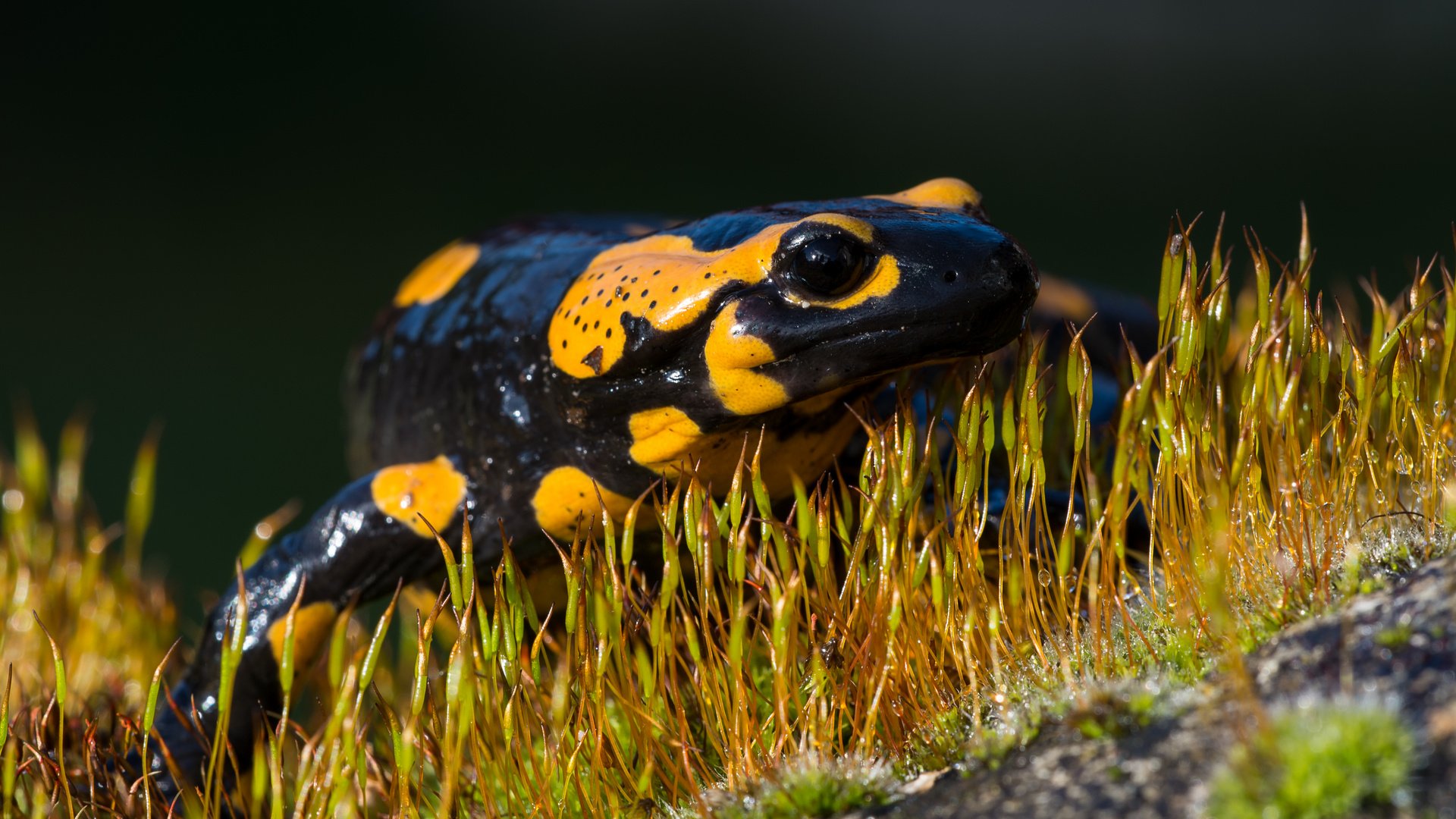 Feuersalamander