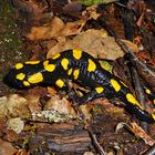 Feuersalamander