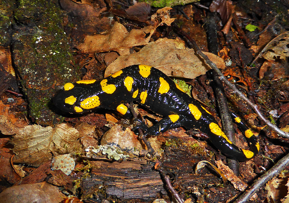 Feuersalamander