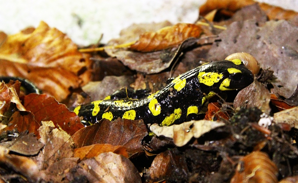 Feuersalamander