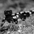 Feuersalamander