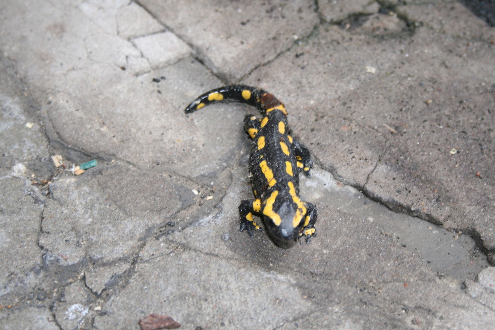 Feuersalamander