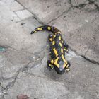 Feuersalamander