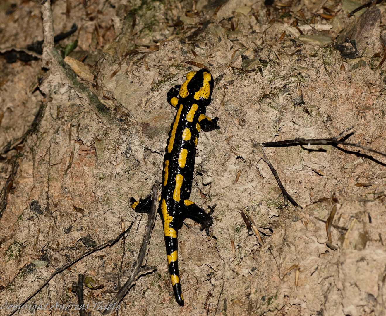 Feuersalamander als Klettermaxe