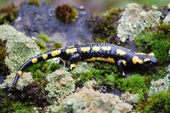 Feuersalamander am 17.10.2010 im Sauerland