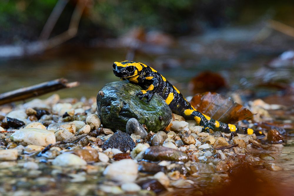 Feuersalamander am Bach