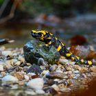 Feuersalamander am Bach