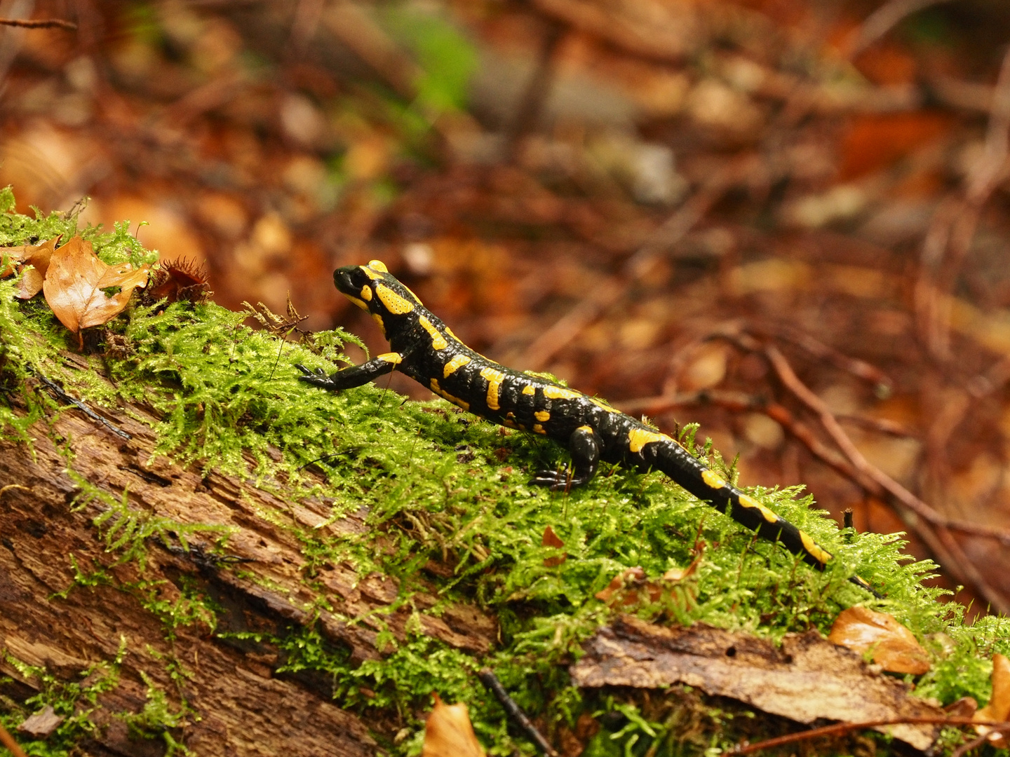 Feuersalamander am moosigen Baumstamm