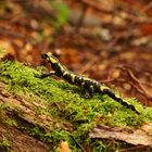 Feuersalamander am moosigen Baumstamm