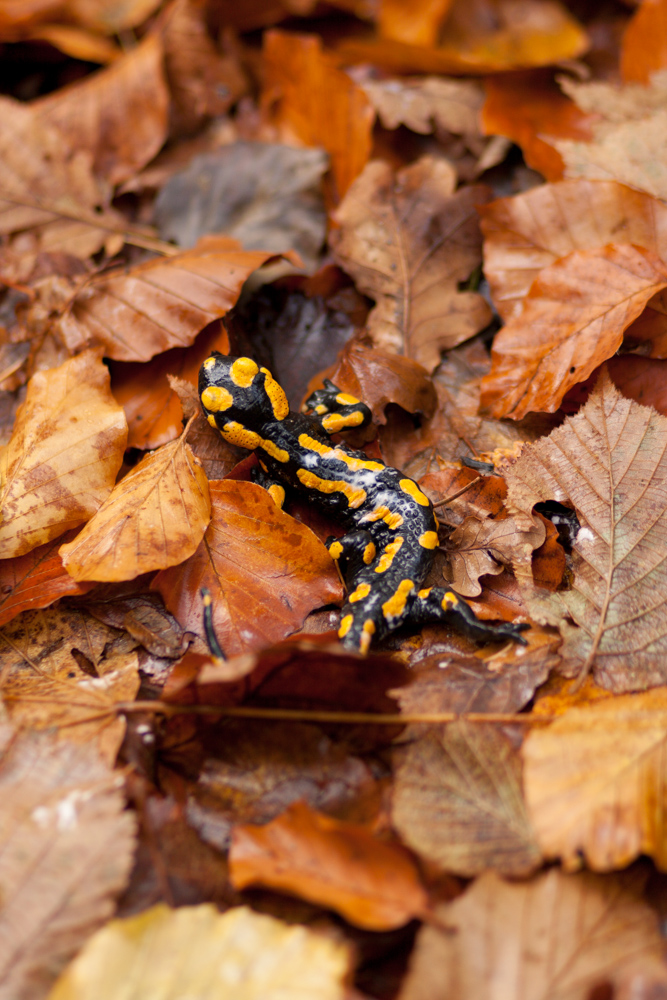 Feuersalamander am Waldboden