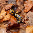 Feuersalamander am Waldboden