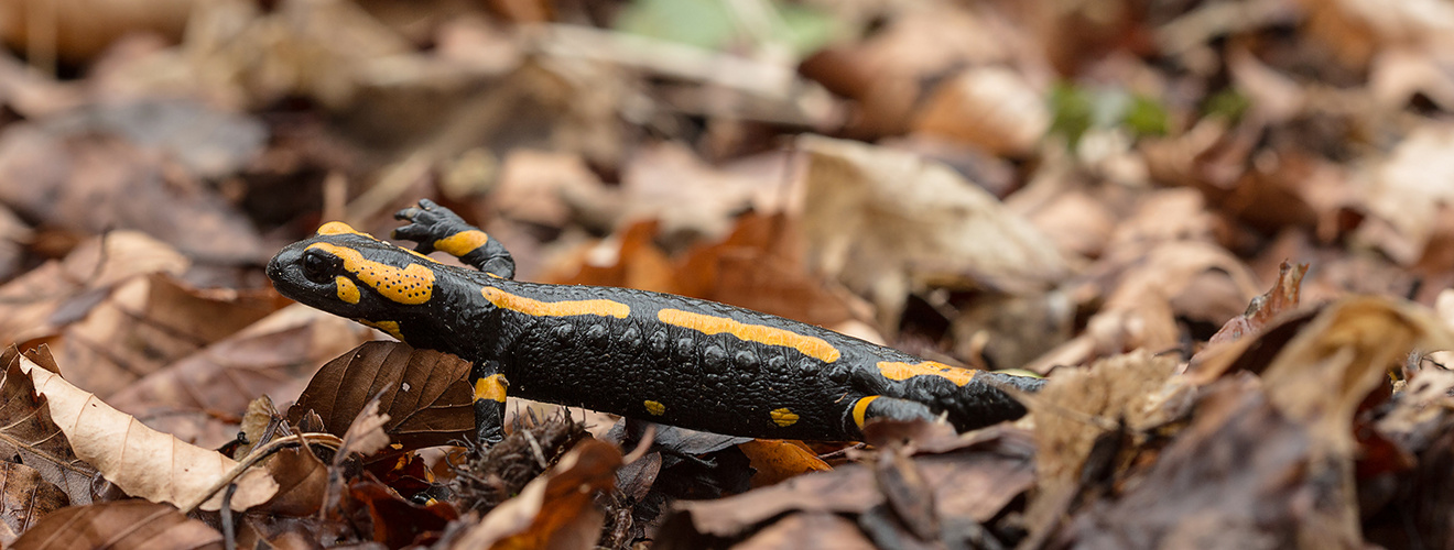 ***  Feuersalamander auf dem Rückweg......   ***